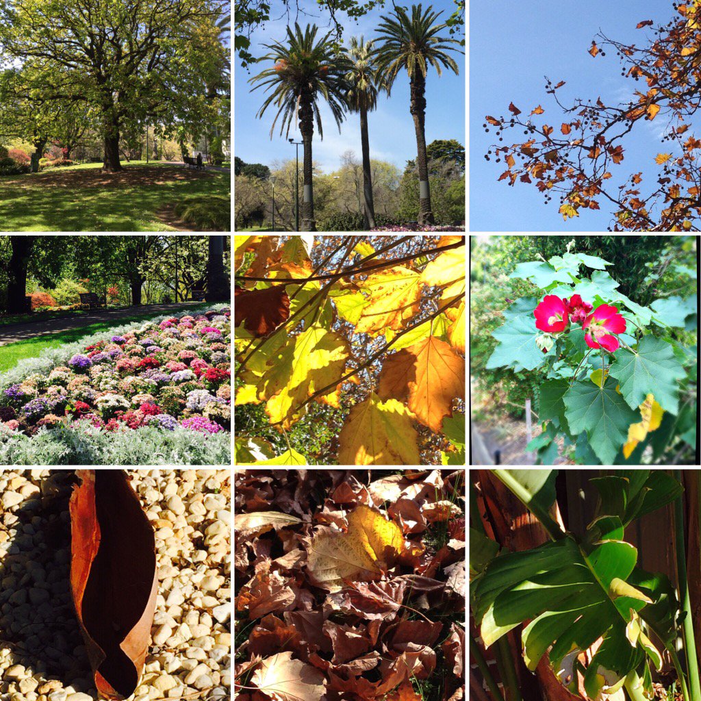 fleurevaslet's tweet photo. Botanical gardens. #nature #botanicalgarden #summer #autumn #AutumnLeaves #photography #trees #flowers #fleurevaslet https://t.co/KlenDz3lWW