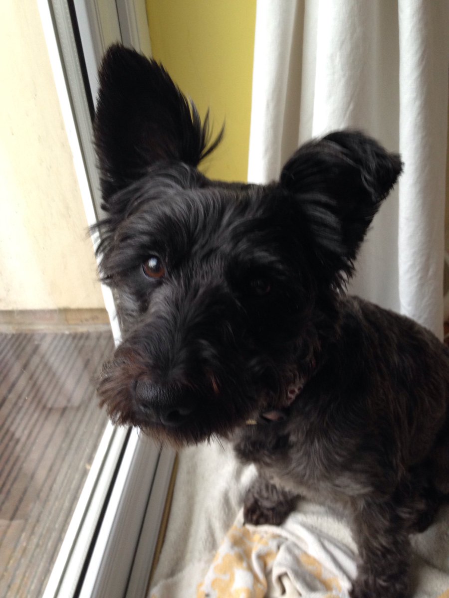 Social_Pip's tweet image. Happy #WoofWoofWednesday from this one who I'm often told resembles #SpitTheDog