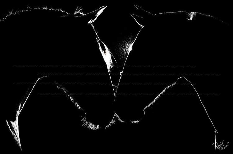 "The #Art consists in transforming something simple into something special" #photo <a href="/MacekRaphael/">Raphael Macek</a> #equestrian #horse