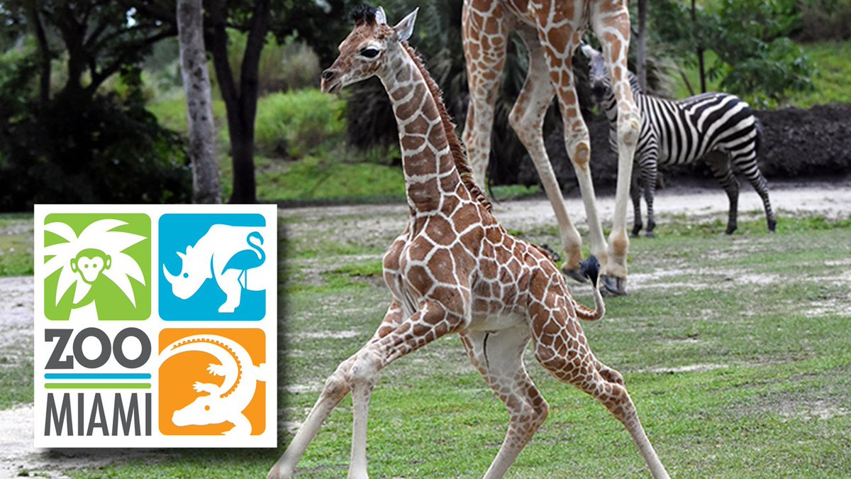 Giraffe at #ZooMiami dies in tragic freak accident bit.ly/1PNc0jA?utm_me… https://t.co/hYxjRyc06o