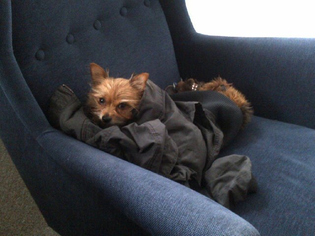MissCarrieK's tweet photo. At @conville_walsh with @Foxy_Beckett #agentdog https://t.co/M98iqKYxE0
