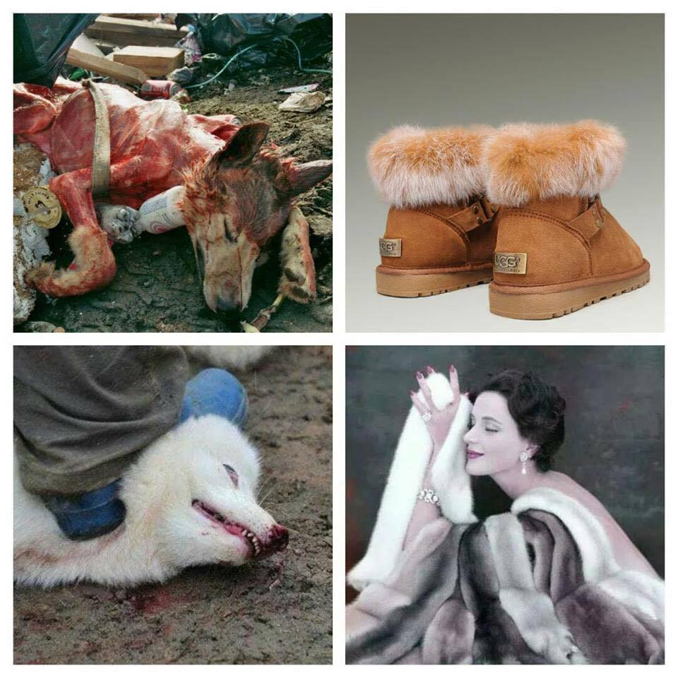 pyrrhula_bae's tweet photo. Vous acheter la torture et le massacre des animaux.
Refusez de porter leur peau, leur poils, leurs plumes.
#Vegan https://t.co/3ijBn75tjz