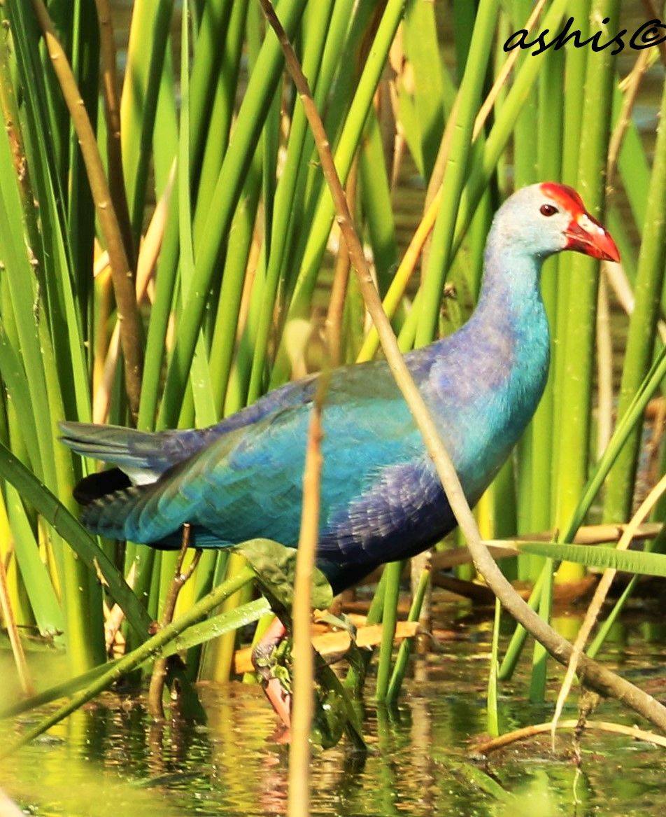 #ASIANWATERBIRDCENSUS: BIRD-O-MANIA - Ashish Patnaik shares his pic of Purple Swamp Hen. 
#IWC50 #waterbirdscount