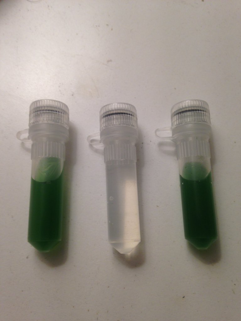 keenpint's tweet photo. My new friends have followed me home to India! Bioreactor build in progress!! #biohack #diyBio #make #futurebiotech https://t.co/2kzPFUslRu