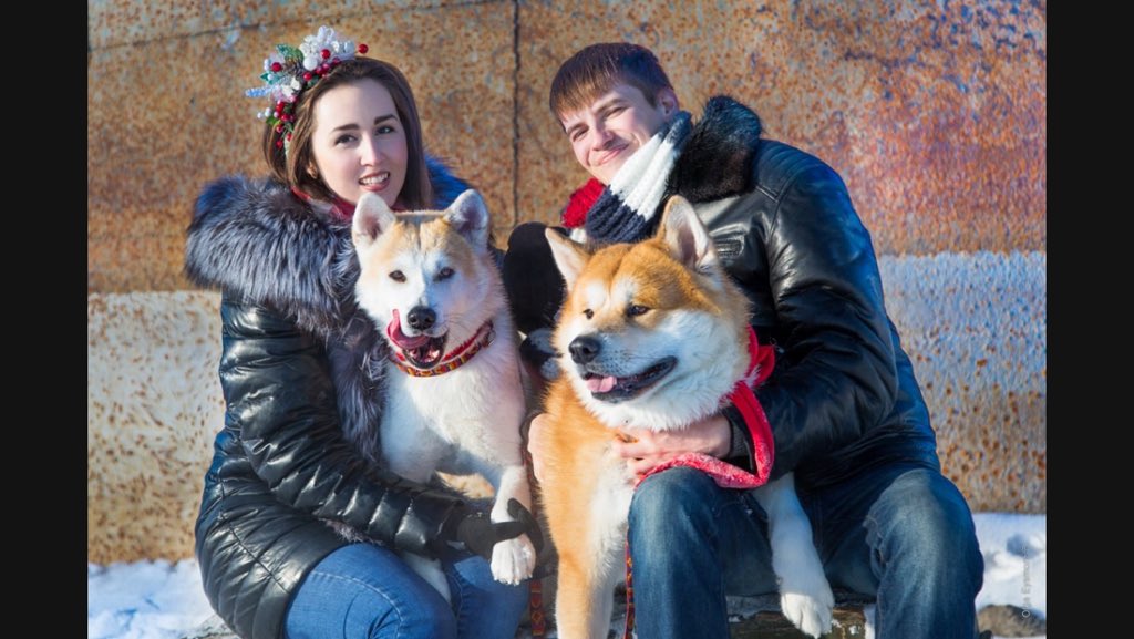 Ждём щенков от наших малышей.Порода Акита-ину (известная по фильму Хатико).все вопросы по тел.: 89294105932 Наталья