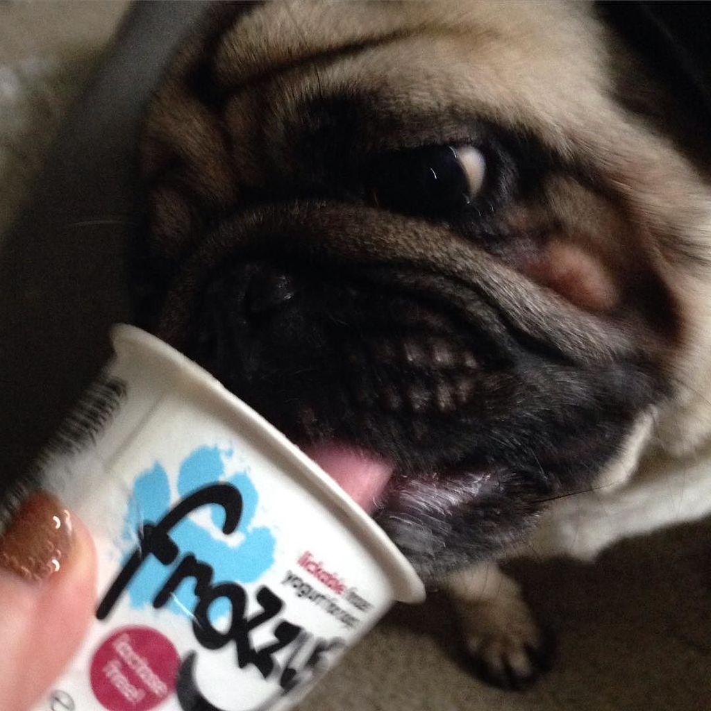 Puglee_Pug's tweet photo. I also helped Bella finish off her tub.... #frozzys #bbpug #ilovemypug #instapug #pug #puglife #puglove #pugmania #… https://t.co/RMVdWZ4PFA