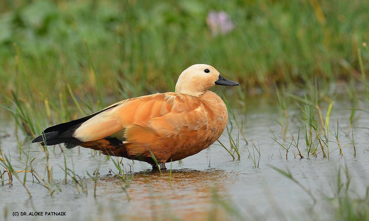 #ASIANWATERBIRDCENSUS: BIRD-OMANIA Dr Aloke Patnaik's click Ruddy Shelduck Chilika Wetlands 
#IWC50 #waterbirdscount