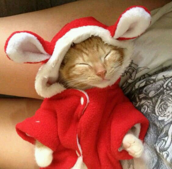 mosazab9's tweet photo. can they get any cuter? @cats
https://t.co/TOCYZnRUxl https://t.co/0kIFOL7obG