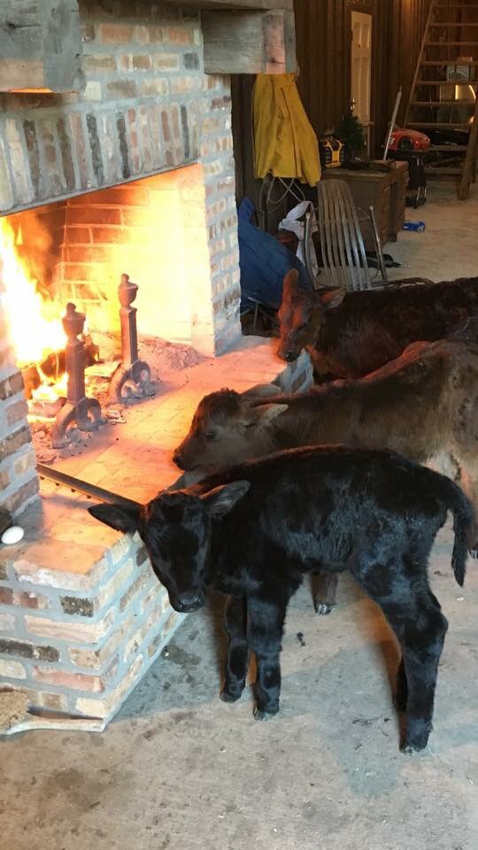 mattlautner's tweet image. From Amy Strain | Louisiana 

Keeping The New Borns Warm!!