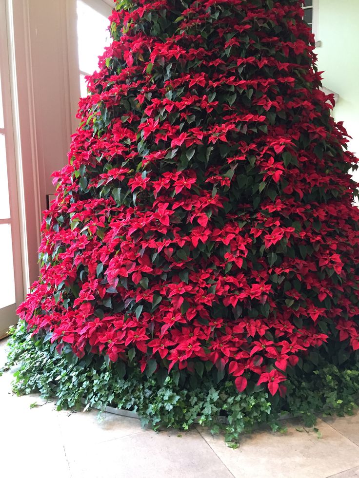 De kerstboom kan er vandaag uit, maar de Kerstster kan je nog prima houden!