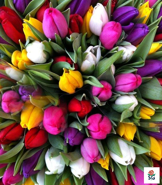 De Bloemenagenda 2016 start de Tulp; een oerhollandse schone met oosters verleden !