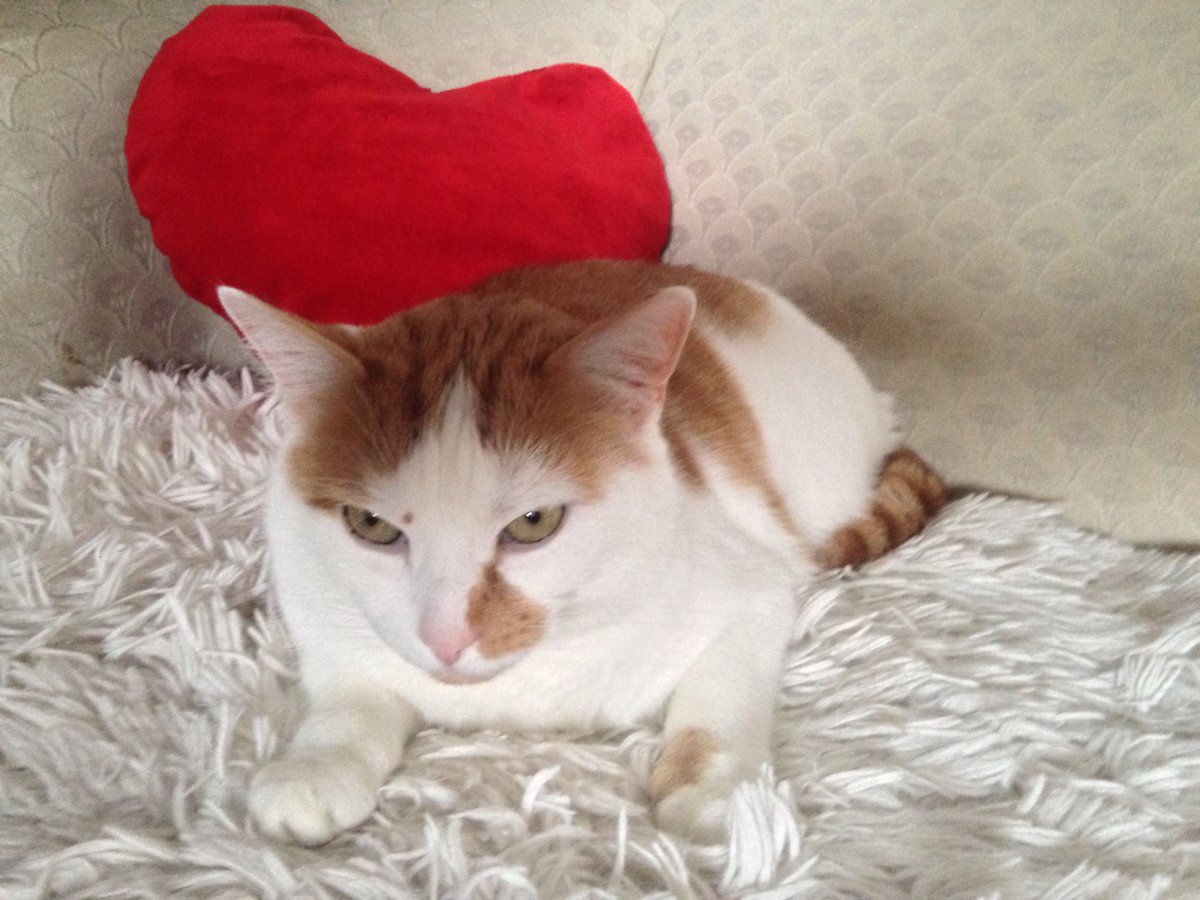 FletcherStClair's tweet photo. After a long day of online #cat #marketing &amp; meowing. #CatsOfTwitter #catlife https://t.co/G6aJpe5wS3
