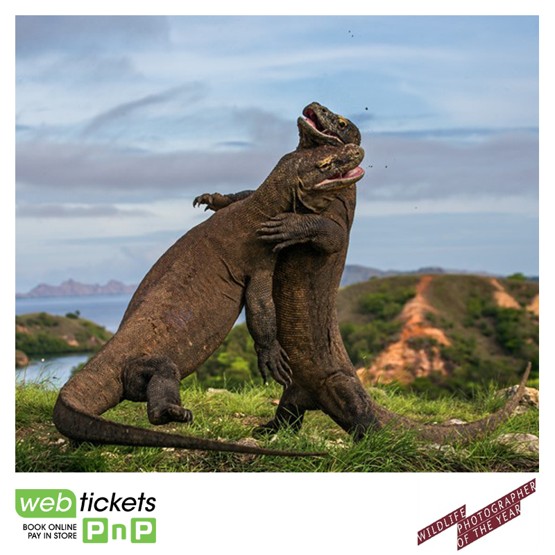 webticketsSA's tweet photo. Tickets to the Wildlife Photographer of the Year Exhibition available @webticketsSA https://t.co/akgE6BHoLm #wpysa https://t.co/HSB53T7DIY