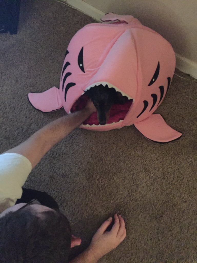 Tucker10912's tweet photo. Not scared of it like sisfur is, but I definitely don't like it. #hasbigteeth #scaryeyes #notmykindabed https://t.co/SLGMil8wyF