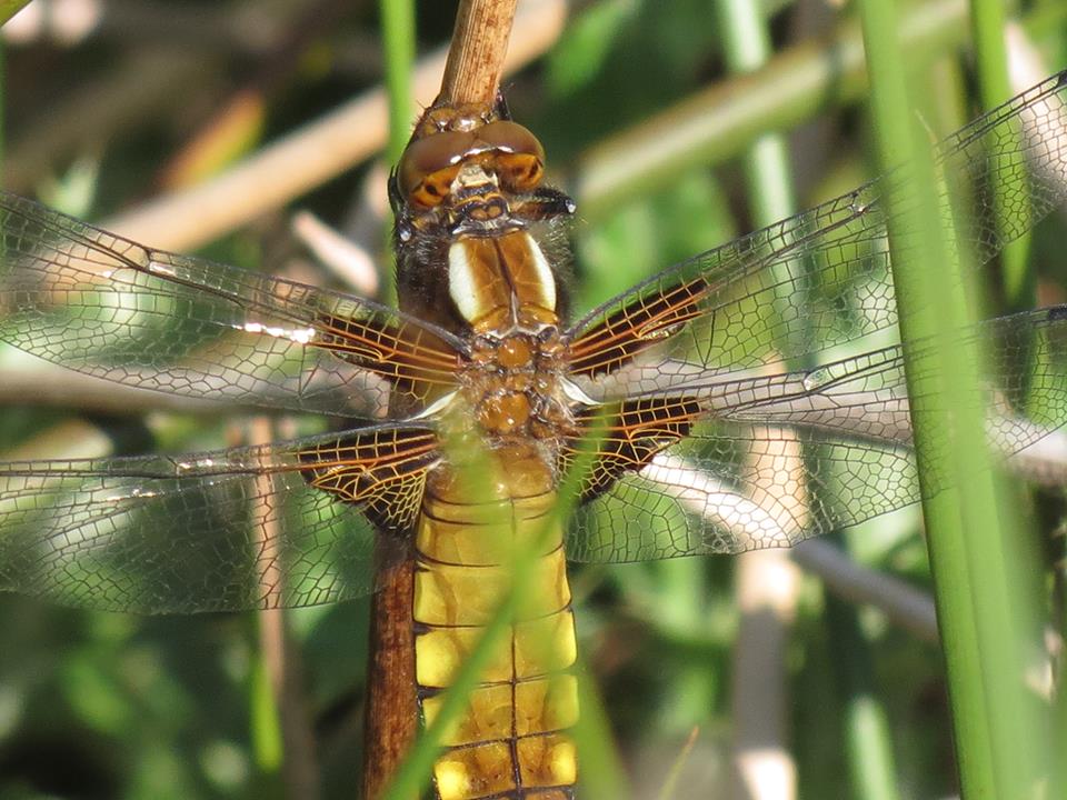 BSGEcology's tweet photo. Job Opportunity: #Ecologist /Senior Ecologist post at our #Oxford office. See: https://t.co/4zhDMrRSjX https://t.co/IjIEQV5Pqm