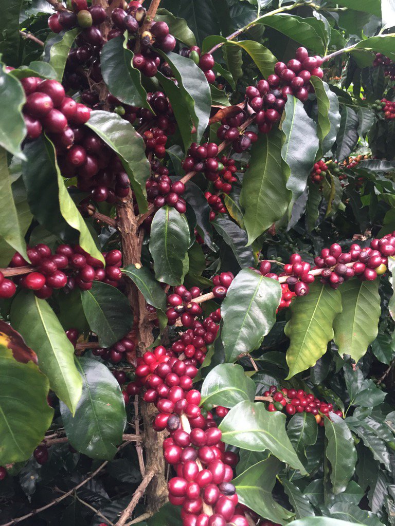 Ripe cherries ready for harvest at Hacienda Valerios #coffee #nudecoffeeroasters #costaricacoffee