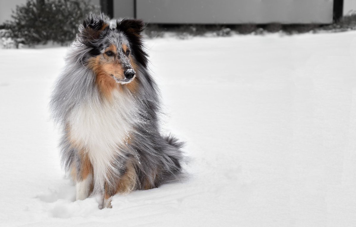 Shazaya2009's tweet photo. Snowdog ❄️ 

#shetlandsheepdog #sheltie #herdingdog #dogsoftwitter #dog #winter #january #snow #hütehund #schnee https://t.co/7u81sdFu6M