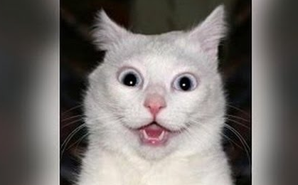GetMobileGames's tweet photo. This cat is JUMPING. The reason WHY will SHOCK you! 

🔥Check it out 👉  https://t.co/ox5i5Rc2H6 https://t.co/2ohDT96a9B