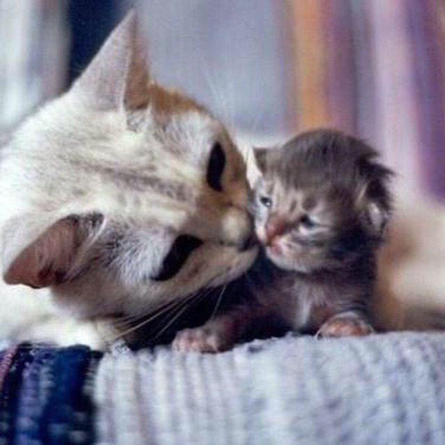 #سسسسسيد_ااالناس
صورة تعبر عن حنان الام سبحان الله الذي جعل حنان الأم في جميع المخلوقات 
W