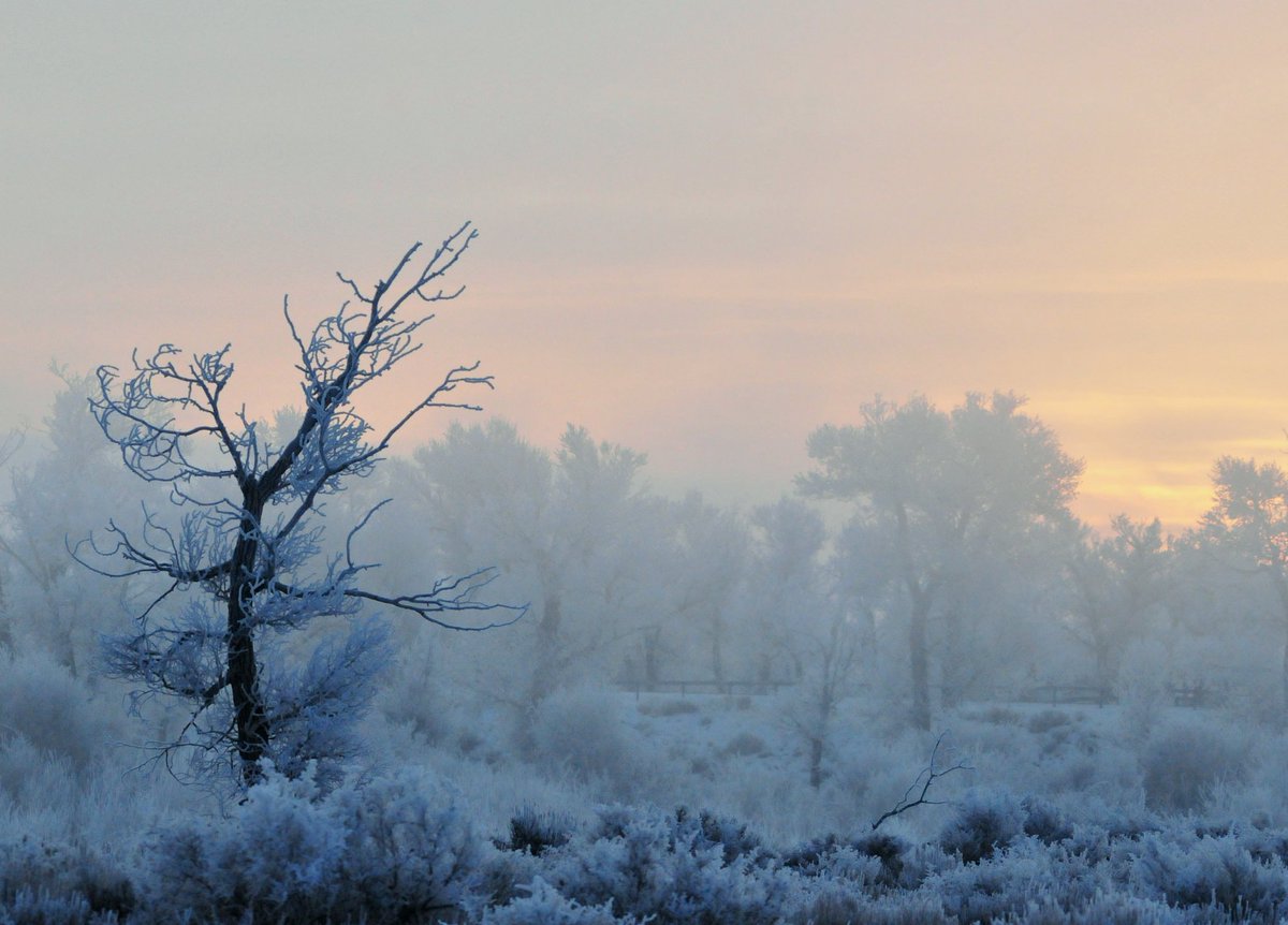 Early morning #frost &amp; fog make Seedskadee #WildlifeRefuge look amazing. #Wyoming ❄️