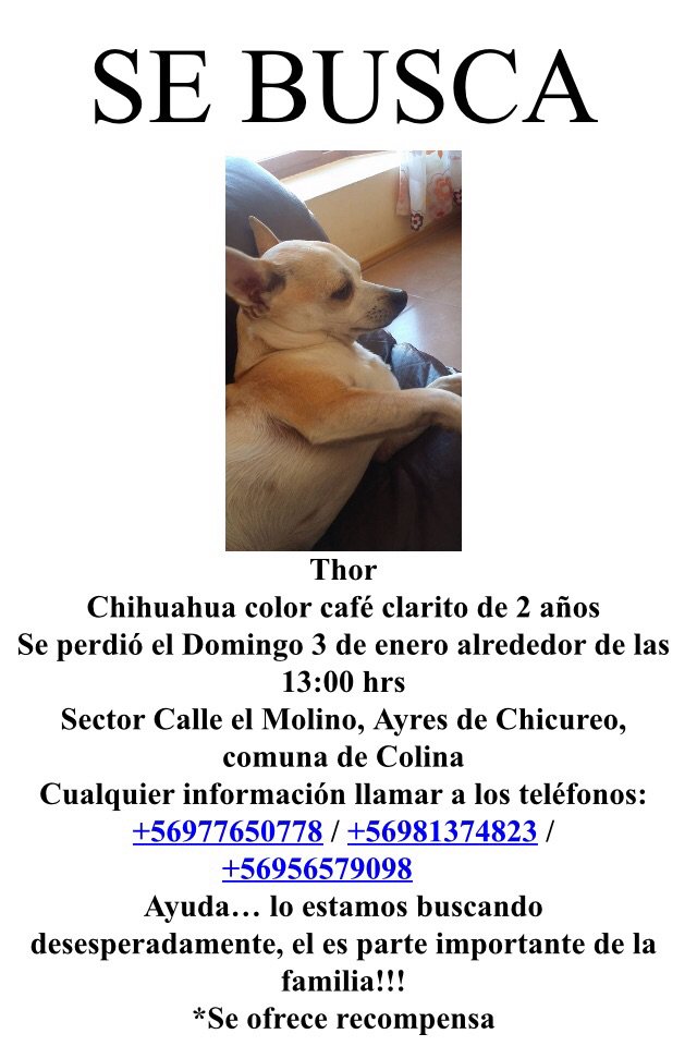 pattypalma2001's tweet photo. @Bienvenidos13 por favor ayúdennos a encontrar a nuestro Thor.Hay mucha angustia en la familia https://t.co/ki0ZQv5y9d