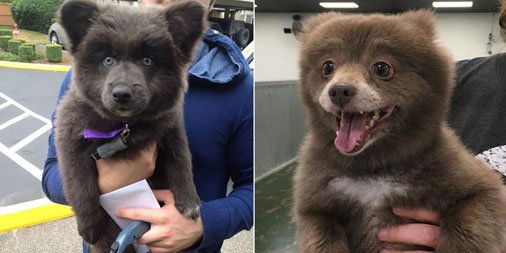 12 kleine hunde, die wie bären aussehen