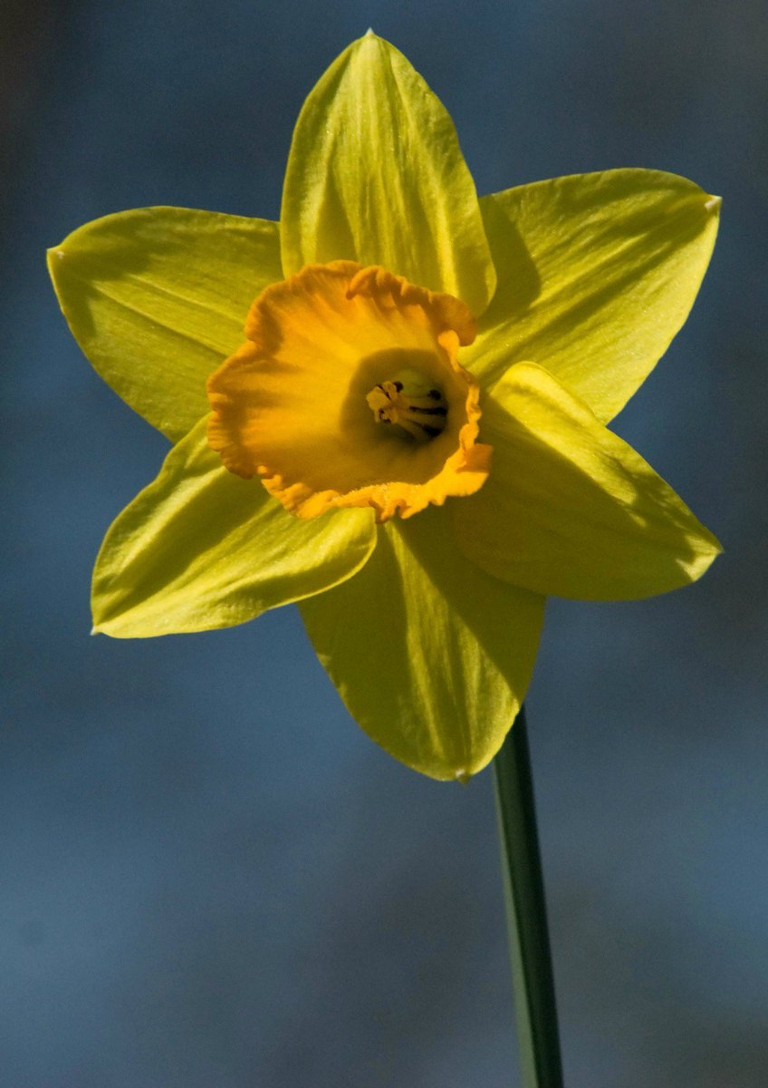 Splendid morning with pupils of Beverly School <a href="/fobs_mbro/">Frnd Beverley School</a> planting bulbs for pollinators in spring pic by BobCoyle
