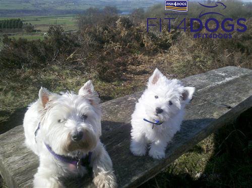 Fish4Dogs's tweet photo. Tottie and Keegan think @Fish4Dogs Sea Jerky Tiddler Treats are fishtastic! 
https://t.co/JobItE6YaS #Fit4Dogs https://t.co/ecYY4Tk7PV