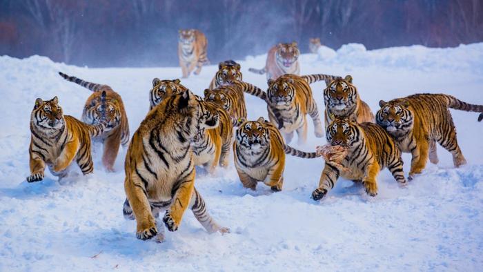 PCTigersHoops's tweet photo. #PCAW https://t.co/Ejwt83akN9
