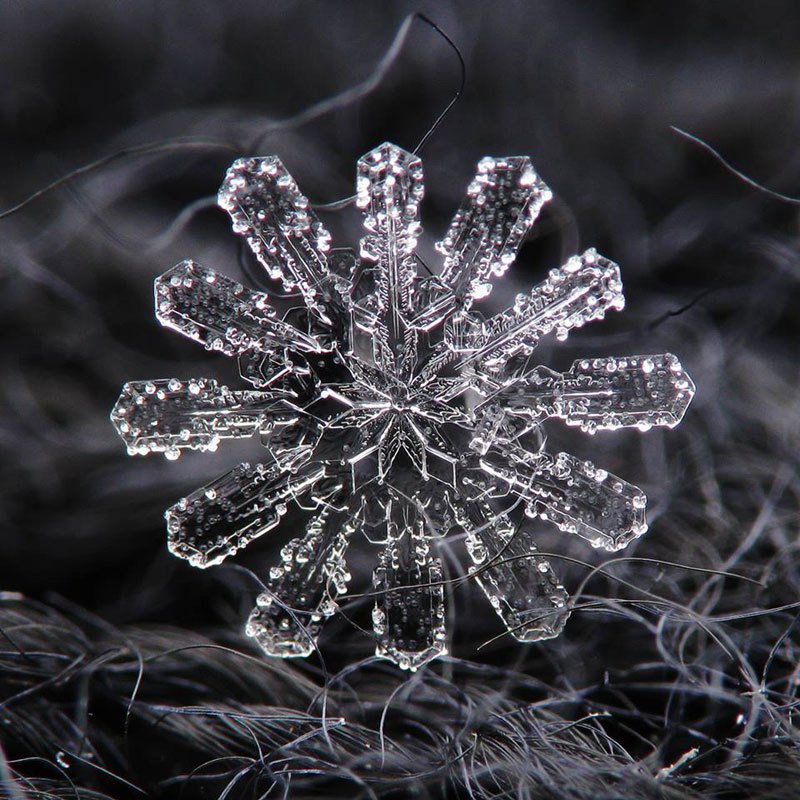 Distinctboxes's tweet photo. Amazing close-ups of snowflakes - Photographs by ALEXEY KLJATOV https://t.co/3K55iAeFVX