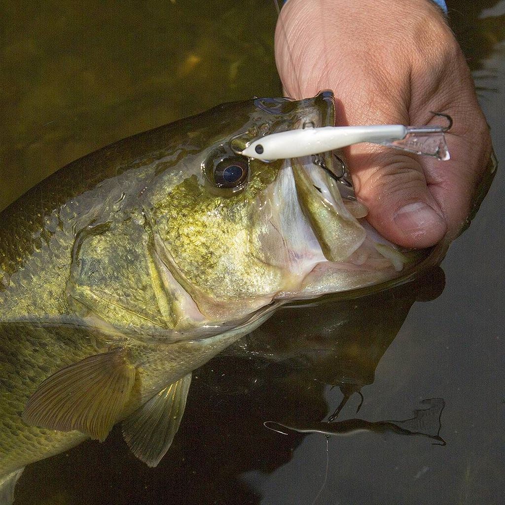 TargetWalleye's tweet photo. Via @rapalausa: #jiggingrap #rapalausa #bassfishing https://t.co/6WFwc1ERMO