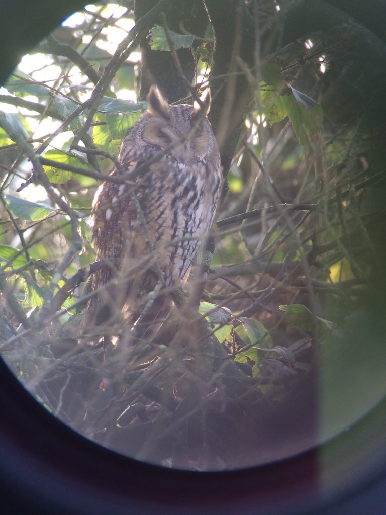 JamesLalley4's tweet photo. @wildlife_uk @Natures_Voice long eared owl at RSPB Burton Mere today https://t.co/GQe90aLqA6