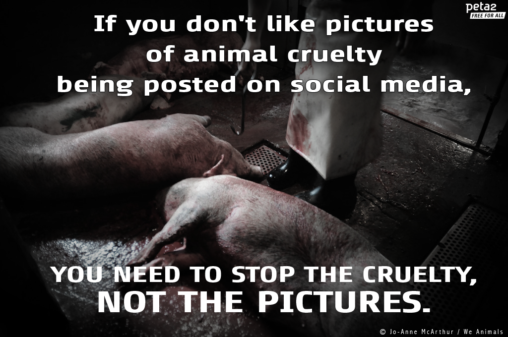 PETAShares's tweet photo. #OnlyASelectFewCan ignore the suffering of animals.
Don't be one of them.
#GoVegπ± https://t.co/quWIbcjDlM