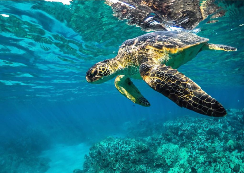 VacationGROM's tweet photo. Hello Mr. Turtle @GoPro 🌴🌊🐢 #Maui #Wanderlust #Airbnb #BestVacations #Adventure #Explore #Travel #Aloha #Shop #Love https://t.co/5V5j5M1NCG