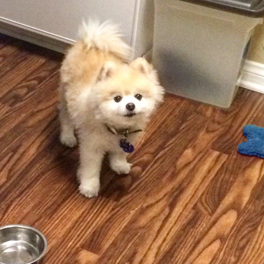 Extremely dangerous 💀🐶 #dogs #wednesday