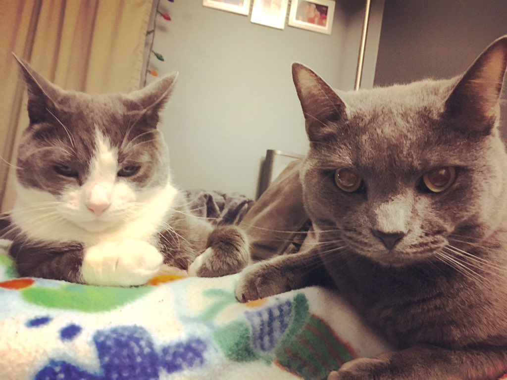 BreannaBever's tweet photo. We are patiently waiting for Evan to get  home!!! #RevEvBev #beverkittens #bbevproblems https://t.co/f2lrWs8dpE