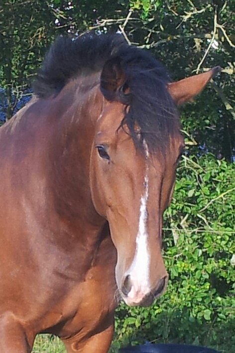 Snflinga's tweet photo. Jag vet, jag är som en mamma som lägger ut sju miljoner bilder på sitt barn. Fast jag är matte & inte mamma. #finast https://t.co/bH06V06bKL