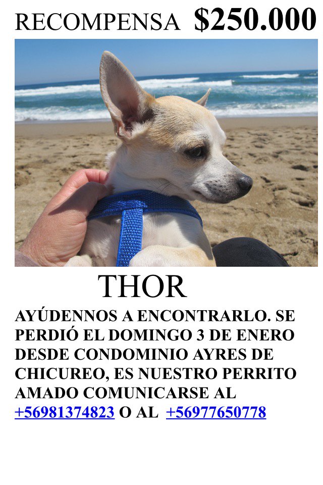 Consuelitoo's tweet photo. Porfavor ayudennos a encontrar a mi Thor difundiendo la informacion @muchogustoMEGA @Bienvenidos13 @SqpChilevision https://t.co/H6UqpQxVo0