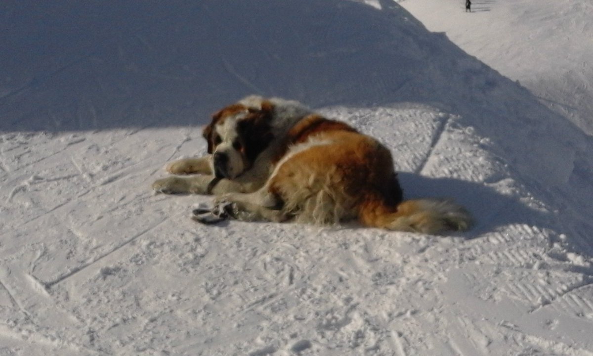 PhyllSimmons's tweet photo. Even the St Bernards are loving the snow in Verbier. #eswinter https://t.co/XMCCMH0zQF