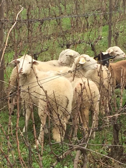 En pleine culture bio;-) avec les moutons au milieu des vignes #bio #vin #wine #fooding