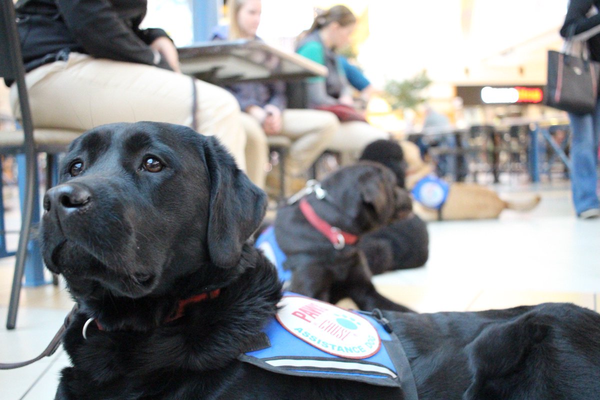 Pawswithacause's tweet photo. It's #WorkingDog #Wednesday! #PAWS #trainers love taking #PAWSDogs in #training on field trips! https://t.co/74KJqbzJL9