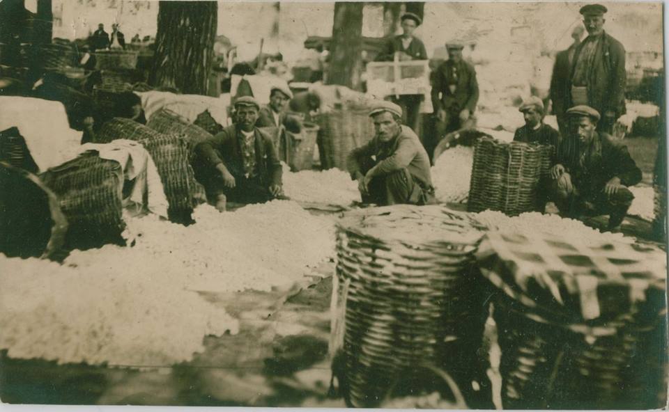 Adapazarı.İpekböceği kozaları