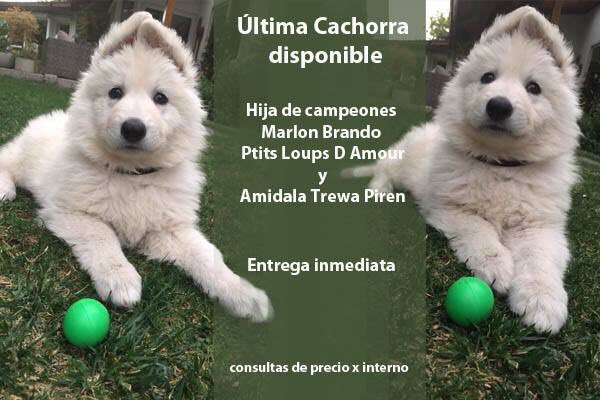 Wolves Des Altariel tweet media