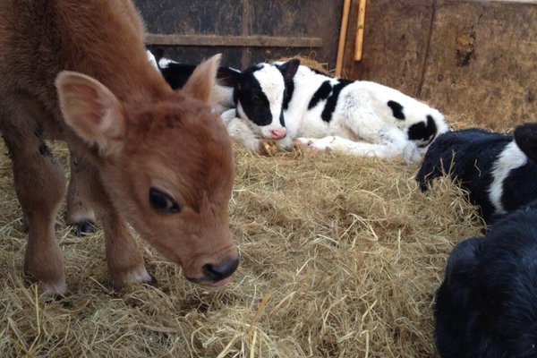 Meet de-calf, his mom's name is coffee