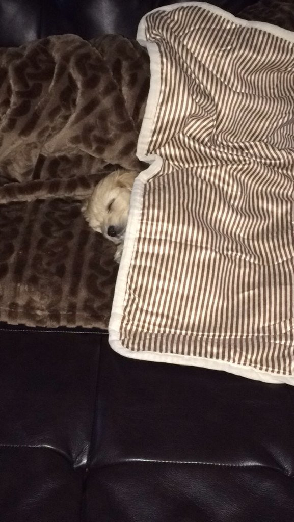 Amy Belter McGraw (@runninamy) on Twitter photo One of those #rainydays #puppylove #kodabear ❤️<a href="/PuppyMob/">Ared Saori Raya Guillen</a> <a href="/iLovePupsDaily/">I Love Puppies</a> <a href="/Insta_puppy/">Daily Puppy</a> One of those #rainydays #puppylove #kodabear ❤️<a href="/PuppyMob/">Ared Saori Raya Guillen</a> <a href="/iLovePupsDaily/">I Love Puppies</a> <a href="/Insta_puppy/">Daily Puppy</a>