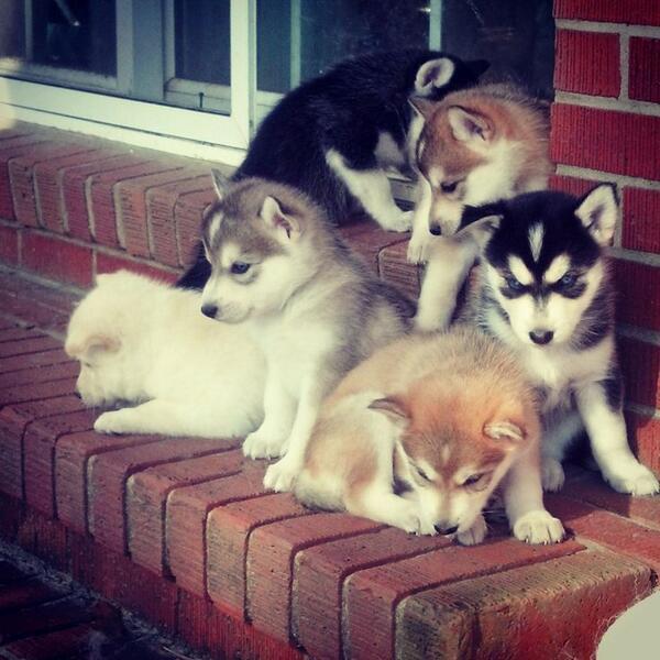 ILOVEANlMALS's tweet image. Husky Pups