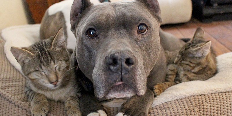 people's tweet photo. A love story: Pit bulls and blind foster cats https://t.co/XpFKuX8Xjf https://t.co/ltacbi29Vb