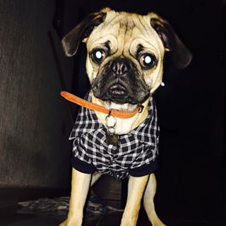 Joy_PhotoCam's tweet photo. El mas hermosho #pug #lovehim #perrito #hermoso #querapidocrece #minegro https://t.co/biynO8TgDC https://t.co/3KXHb3RZ0r