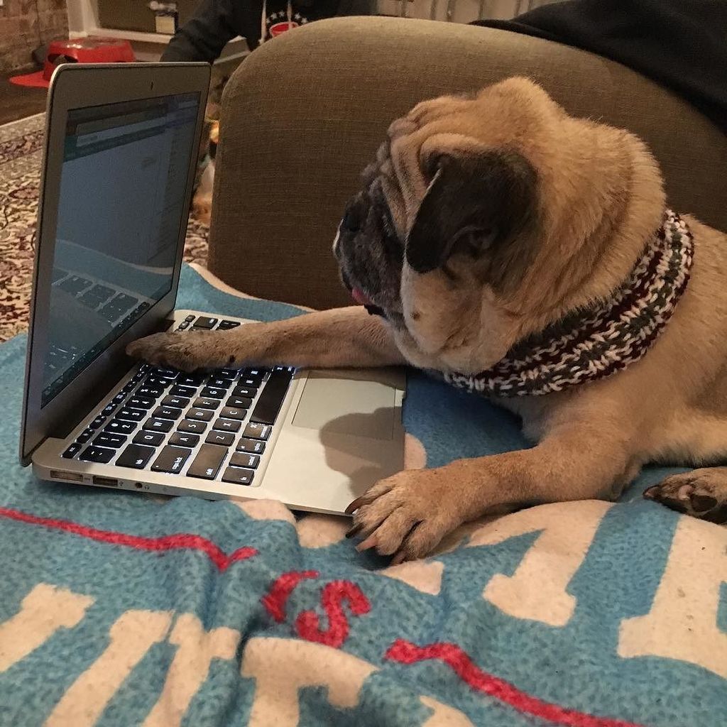 apugnamedemoji's tweet photo. I'm a multitasking pug. Working on my first #gotchaday #pawty while hanging out on #pugcha… https://t.co/WFNIoQD4qr https://t.co/qRV0NV8exm