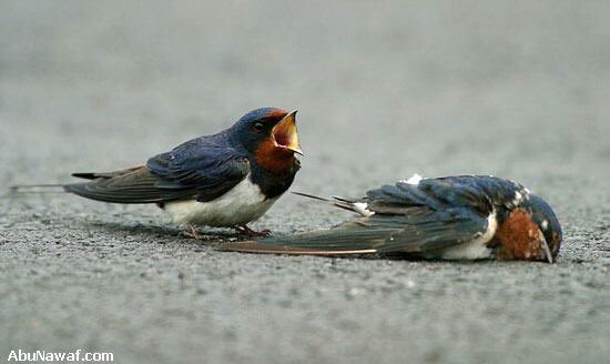 Alkyweec's tweet photo. هذه صورة لفلسفة رومانسية الموت لدى الطيور
أنظر للصورة بتمعن يبكي موت أنثاه وربما العكس
لن يقترن بأخرى بل سيموت معها https://t.co/19jB7ptqpl